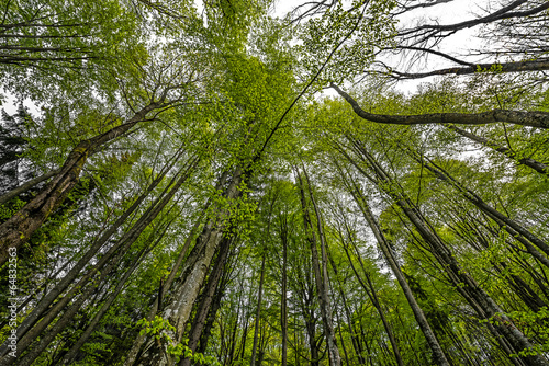 Naklejka ścienna spring forest