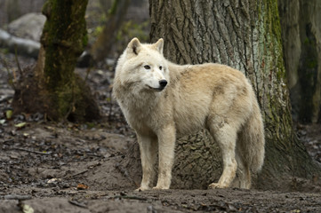 Fototapeta dzikie zwierzę zwierzę las bezdroża ssak