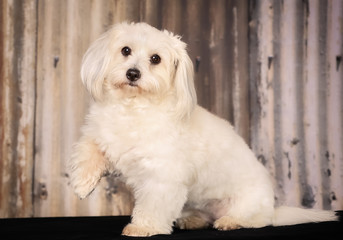 Wall Mural - Coton de Tulear dog