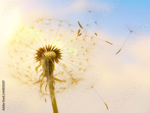 Fotografie, Obraz Pusteblume mit fliegenden Schirmchen im Sonnenlicht