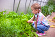 © travnikovstudio - Adorable little girl harvesting in the greenhouse