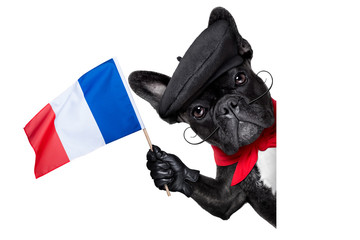 Wall Mural - french dog