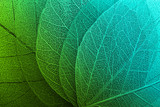 Fototapeta Sypialnia - Macro leaves background