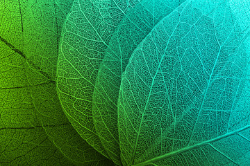 macro leaves background