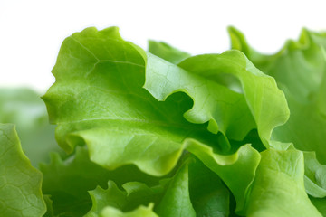 Wall Mural - Detail of fresh leaf lettuce with white background
