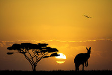 Kangaroo In Australian Landscape