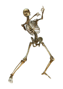 Human Skeleton