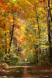 Fototapeta Na ścianę - Autumn Forest Trail