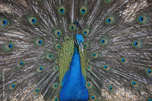 Dekoracja na wymiar  paon-peacock