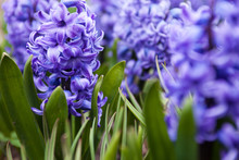 Blue Flowers Of Hyacinth