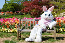 Easter Bunny On Bench And Tulips