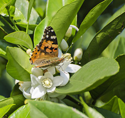 butterfly  on flower