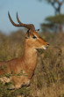 Male of Impala, orizontally in Tanzania