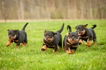 Sticker - Four rottweiler puppies running