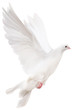 white isolated pigeon illustration