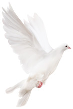 White Isolated Pigeon Illustration