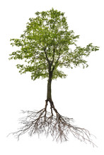 Single Green Linden Tree With Root
