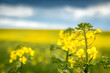 close up of a rapeseed - macro shot of a rapeseed with field of 