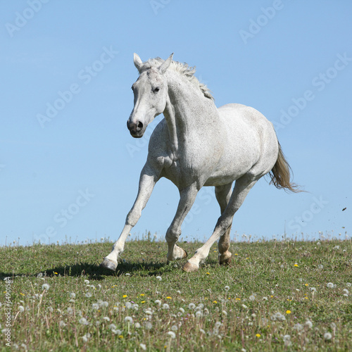 Naklejka dekoracyjna Nice white horse running on spring pasturage