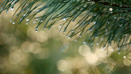 Poster - Water drops on fir tree. Shallow DOF. Shot with motorized slider