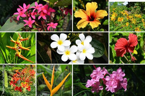 Fleurs Exotiques Et Tropicales Buy This Stock Photo And