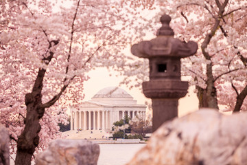 Fototapete - Jefferson Memorial during the Cherry Blossom Festival. Washingt