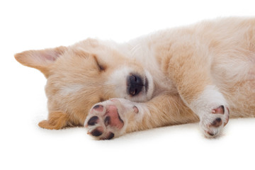 Wall Mural - beige puppy sleeping