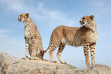 Two Cute Cheetahs