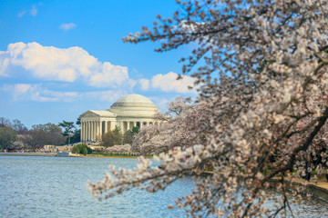 Fototapete - the Jefferson Memorial during the Cherry Blossom Festival. Washi