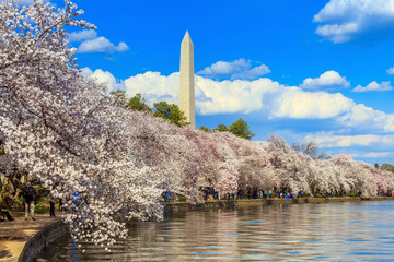 Fototapete - Washington DC cherry blossom and Washington Monument.