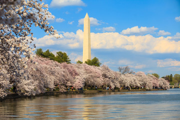 Fototapete - Washington DC cherry blossom with lake and Washington Monument.