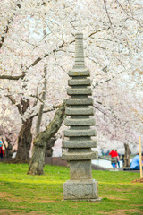 Fototapete - Cherry Blossom Washington, DC