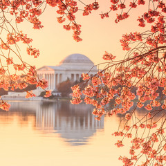 Fototapete - the Jefferson Memorial during the Cherry Blossom Festival