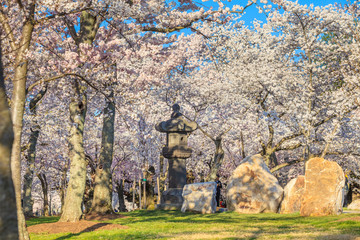 Fototapete - Cherry Blossom