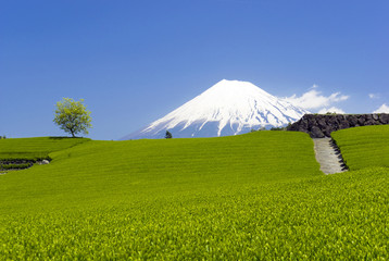 Wall Mural - 新緑・新茶の茶畑と美しい富士山（今宮より）