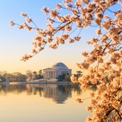 Fototapete - the Jefferson Memorial during the Cherry Blossom Festival