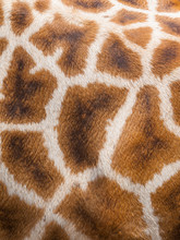 Genuine Leather Skin Of Giraffe