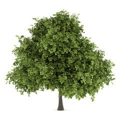 Wall Mural - small-leaved lime tree isolated on white background