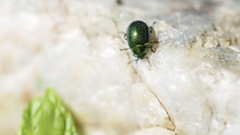 Cetonia Carthami Or Green Beetle