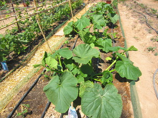 Wall Mural - pumpkin plants in allotment