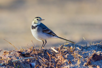 white wagtail