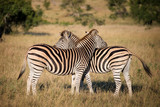 Fototapeta Konie - Two zebras, South Africa