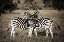Two Zebras Black And White, South Africa
