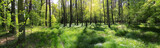 Fototapeta Kuchnia - poranna leśna panorama