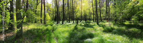 Naklejka na szybę poranna leśna panorama
