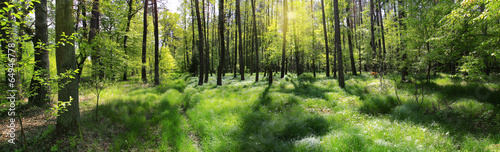 Tapeta ścienna na wymiar poranna leśna panorama