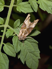 Wall Mural - moth on a tomato leaf