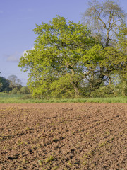 Wall Mural -  field