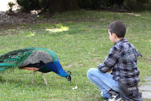 Young Boy And Peacock