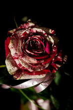 Harlequin Rose With Raindrops On The Black Background